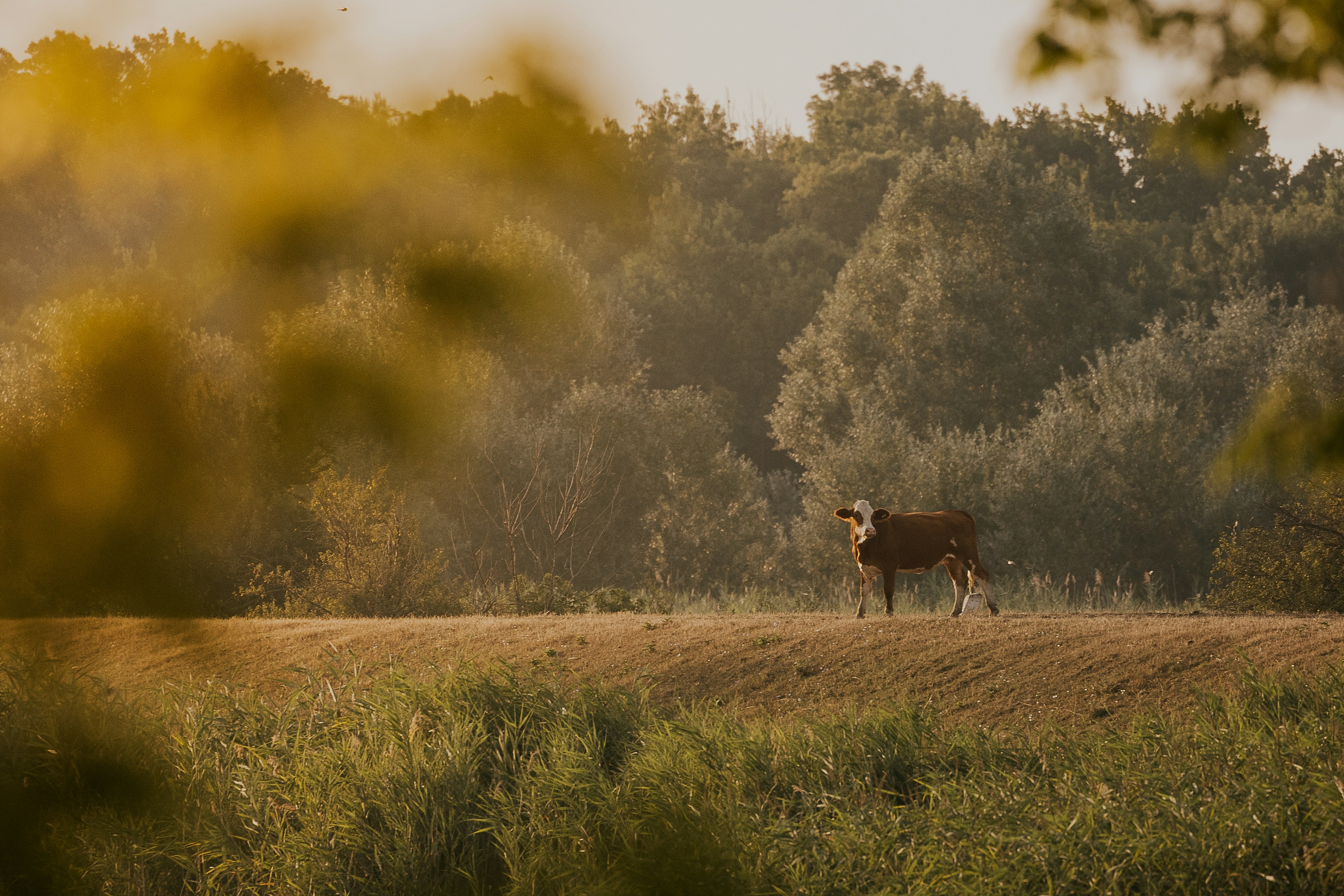 A cow grazing in warm golden light on a Suravi farm